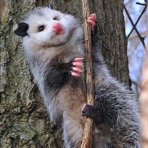 Meet your Posher, Leslie